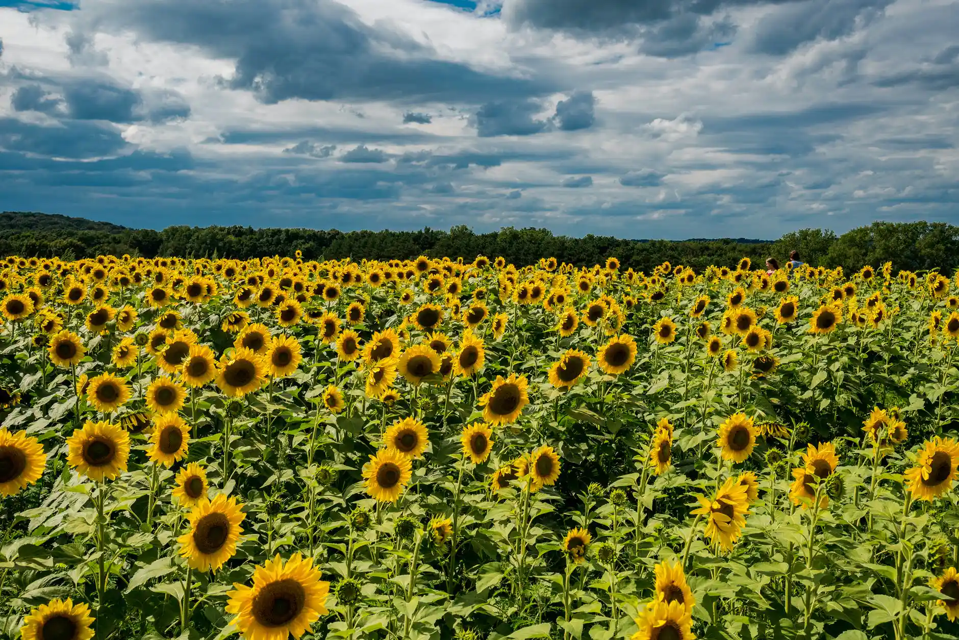 The Sunflower Carnival