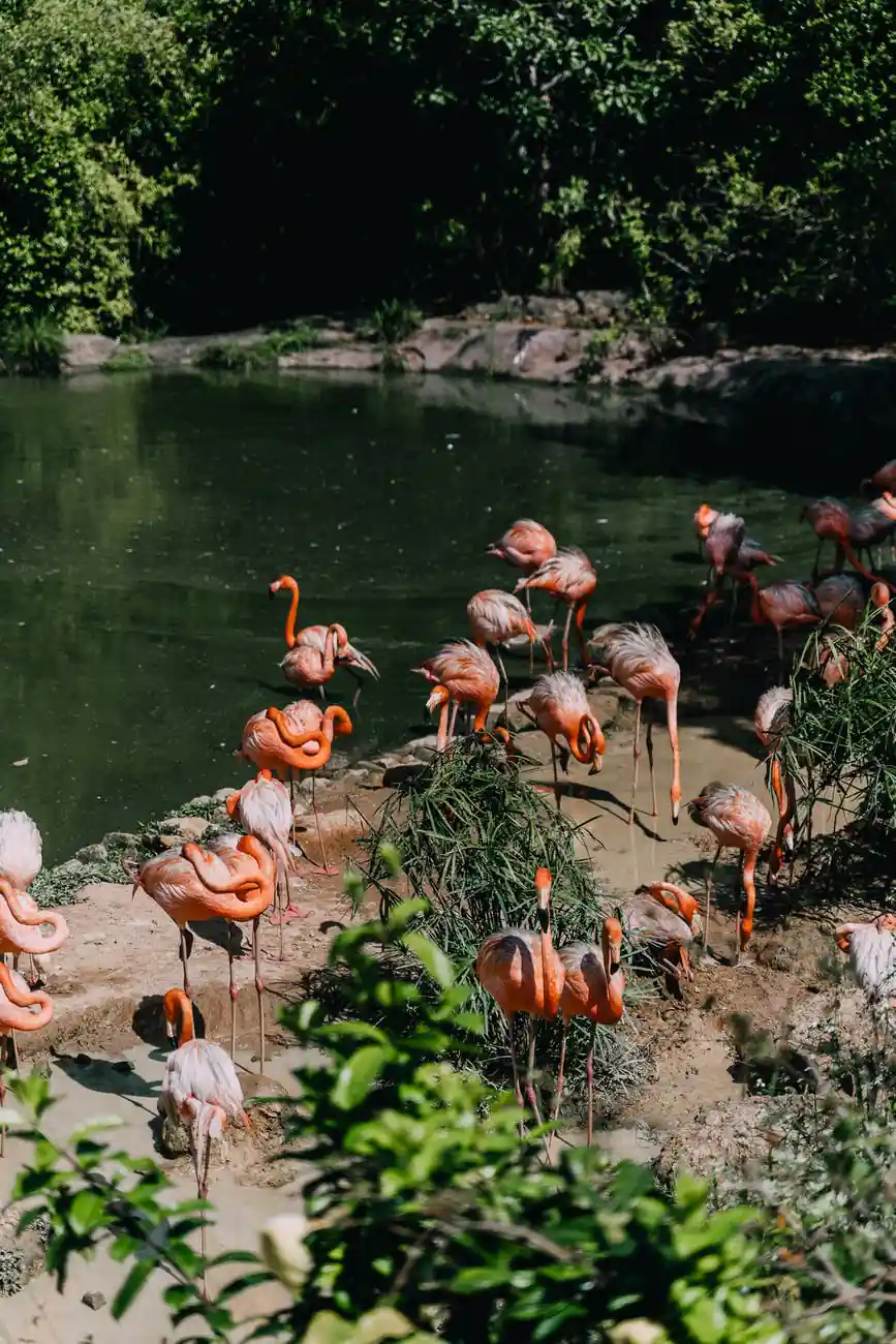 picnic with birds