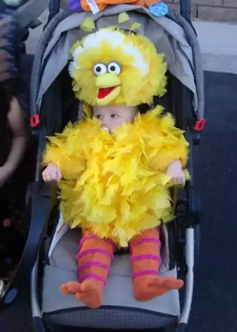 Big Bird